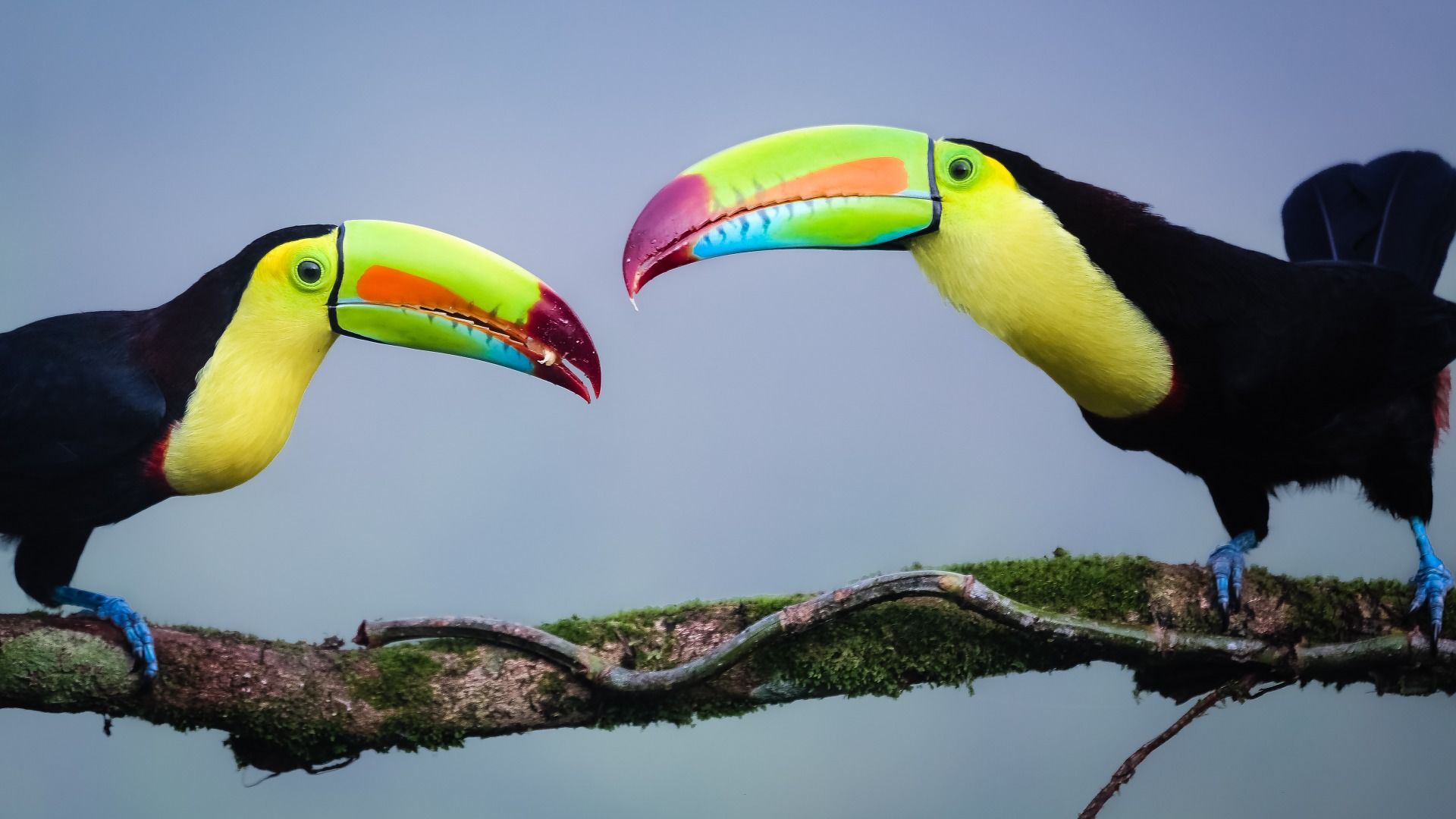 Pestrobarevná Kostarika