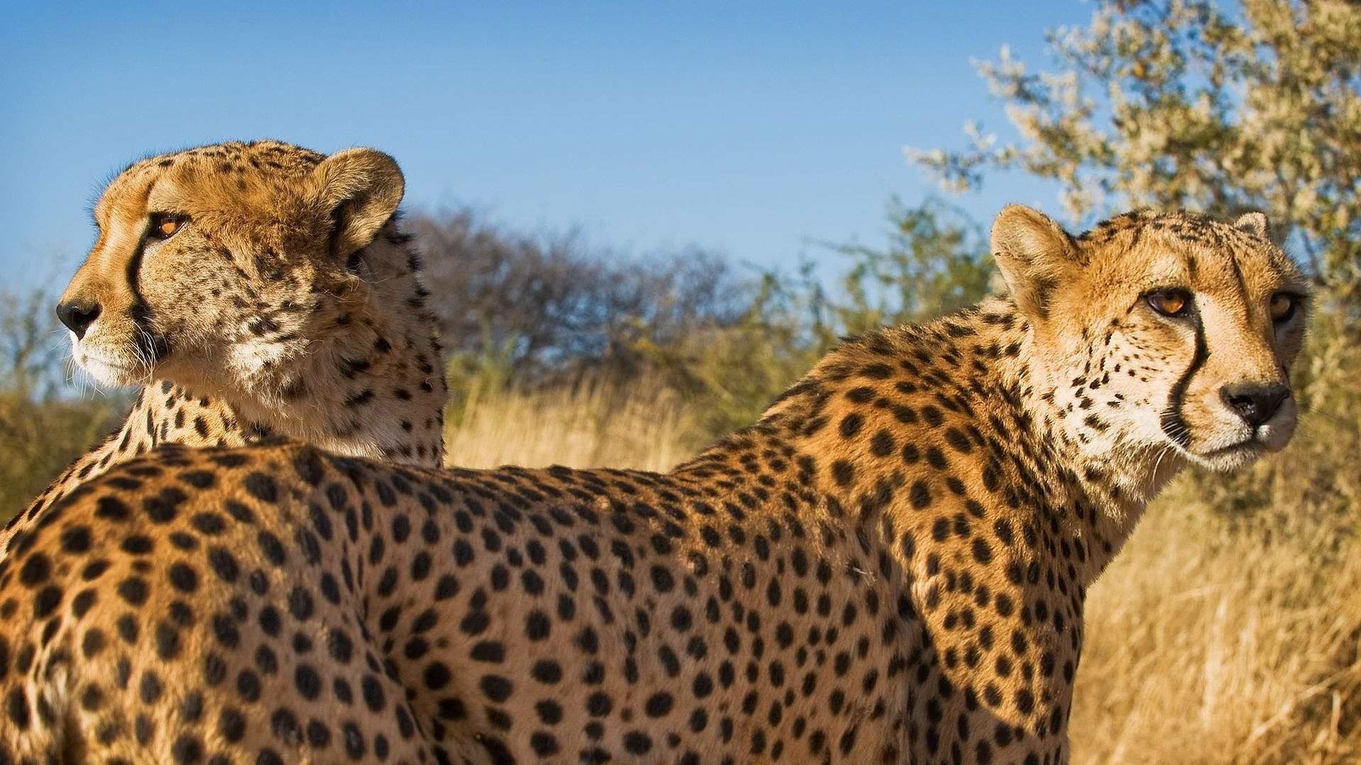 Zimbabwe - Botswana  - Namibie  - JAR