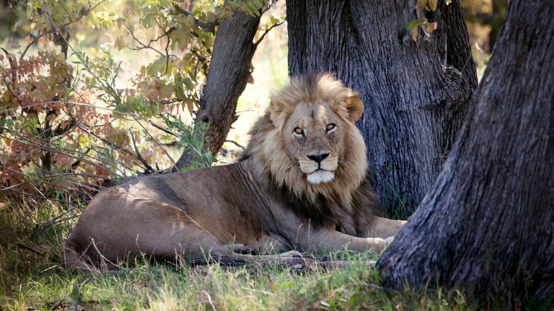 Botswana - Zimbabwe